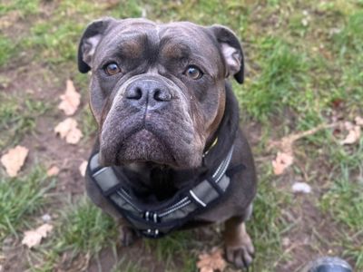 Nala | Bulldog Cross | Shrewsbury (Shropshire) - 3