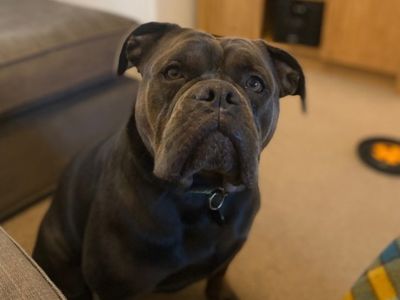 Nala | Bulldog Cross | Shrewsbury (Shropshire) - 1