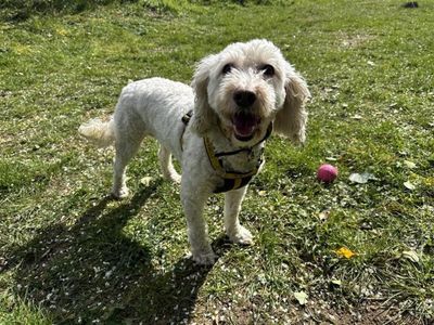 Tilly C | Spaniel (Cocker) Cross | Snetterton (Norfolk) - 2