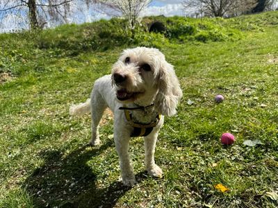 Tilly C | Spaniel (Cocker) Cross | Snetterton (Norfolk) - 3