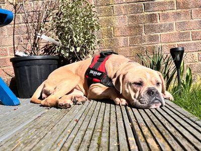 Freya | Bulldog | Leeds - 5