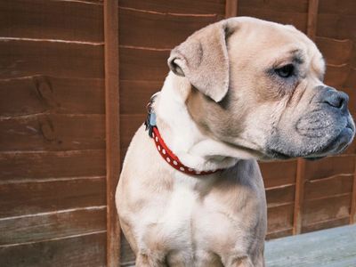 Freya | Bulldog | Leeds - 3