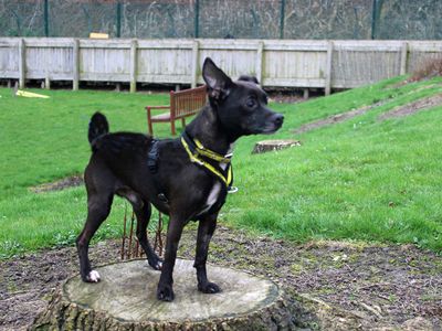 Taz | Terrier (Patterdale) Cross | Merseyside (Liverpool) - 3