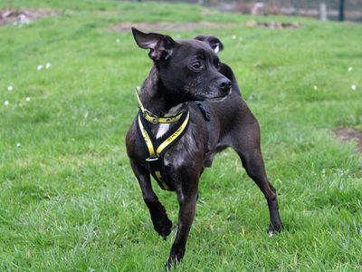 Taz | Terrier (Patterdale) Cross | Merseyside (Liverpool) - 1