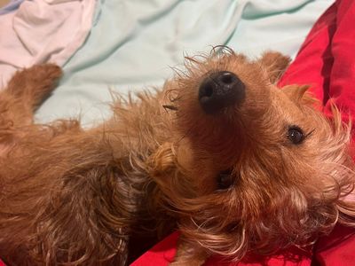 Pombon | Terrier (Yorkshire) Cross | Cardiff - 3