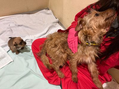 Pombon | Terrier (Yorkshire) Cross | Cardiff - 1