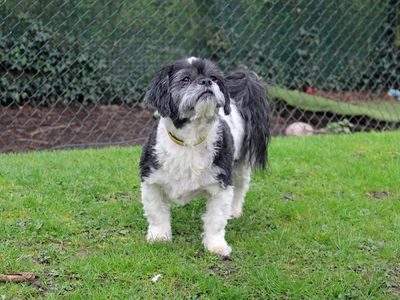 Blaze | Shih Tzu Cross | Merseyside (Liverpool) - 2