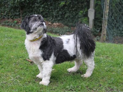 Blaze | Shih Tzu Cross | Merseyside (Liverpool) - 3