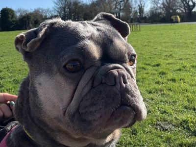 Ginny | French Bulldog | Shrewsbury (Shropshire) - 3