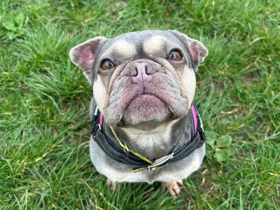 Ginny, a 5 years old female French Bulldog available for adoption from Dogs Trust in Shropshire