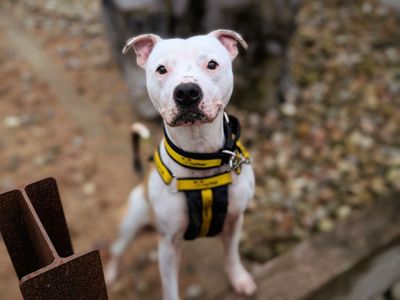 Bruno | Terrier (Staffordshire Bull) | Cardiff - 5