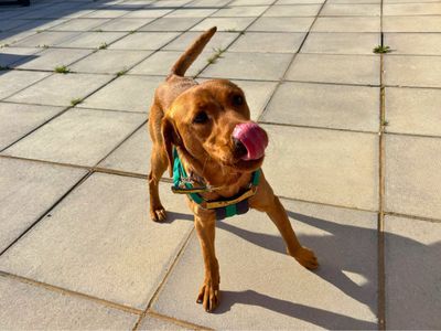 Penny | Retriever (Labrador) | Salisbury (Wiltshire) - 5