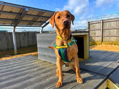 Penny | Retriever (Labrador) | Salisbury (Wiltshire) - 3