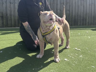 Cali | American Bully Pocket | Cardiff - 3