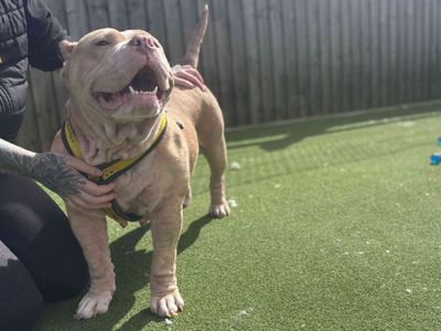 Cali | American Bully Pocket | Cardiff - 5