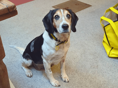 Joni | Beagle Cross | Dundee - 5