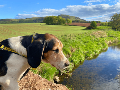 Joni | Beagle Cross | Dundee - 3