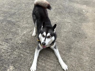 Kalongi | Siberian Husky | Harefield West London - 1