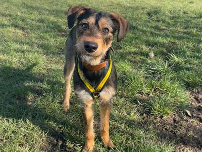 Feathers | Lurcher | Shrewsbury (Shropshire) - 2