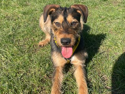 Feathers, a 1 year old female Lurcher available for adoption from Dogs Trust in Shropshire