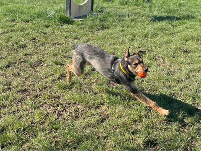 Feathers | Lurcher | Shrewsbury (Shropshire) - 3