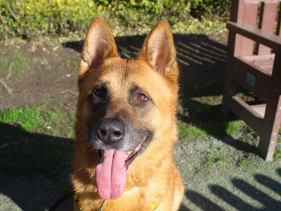 Xander | Akita Cross | Manchester - 3