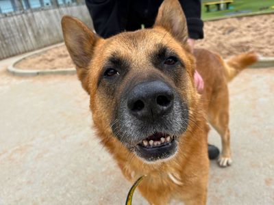 Xander | Akita Cross | Manchester - 5