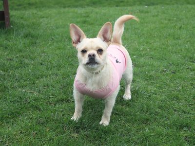 Angel | French Bulldog Cross | Merseyside (Liverpool) - 3