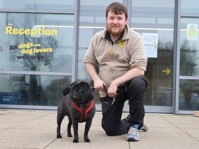 Benji | Pug | Leeds - 3