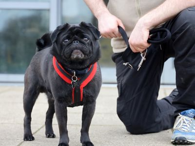 Benji | Pug | Leeds - 2