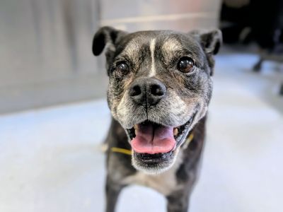 Oreo | Terrier (Staffordshire Bull) | Bridgend (Wales) - 5