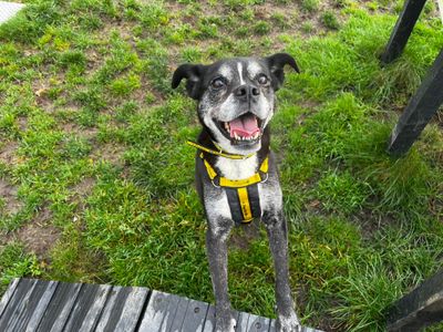 Oreo | Terrier (Staffordshire Bull) | Bridgend (Wales) - 3