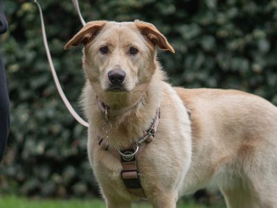 Narla | German Shepherd Dog Cross | Kenilworth (West Midlands) - 3