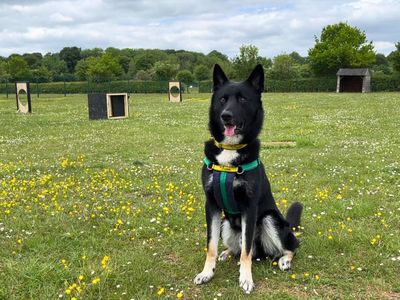 Alfie, a 1 year old male German Shepherd available for adoption from Dogs Trust in Wiltshire