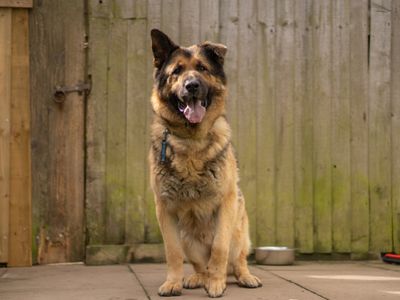 Apollo | German Shepherd Dog | Kenilworth (West Midlands) - 3