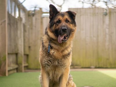 Apollo | German Shepherd Dog | Kenilworth (West Midlands) - 1