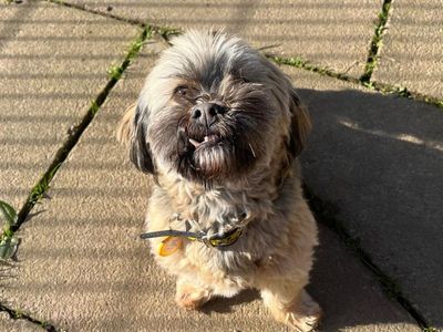 Lara | Lhasa Apso | West Calder (Edinburgh) - 2