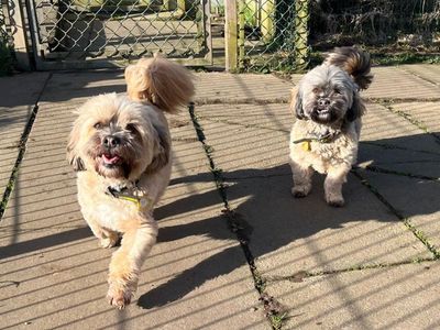 Lara | Lhasa Apso | West Calder (Edinburgh) - 3