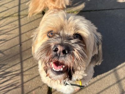 Lenny | Lhasa Apso | West Calder (Edinburgh) - 1