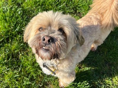 Lenny | Lhasa Apso | West Calder (Edinburgh) - 3