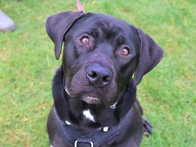 Hugo | Retriever (Labrador) Cross | Leeds - 1