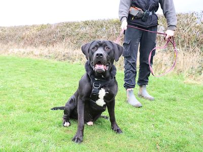 Hugo | Retriever (Labrador) Cross | Leeds - 3