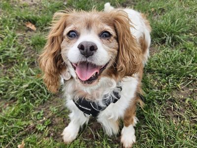 Missy & Honey | Spaniel (Cocker) | Shrewsbury (Shropshire) - 2