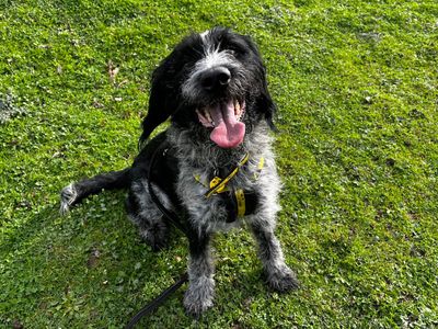 Jim, a 3 years old male Pointer X Spaniel available for adoption from Dogs Trust in Kent