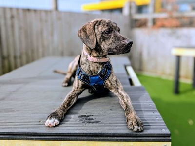 Meerkat | Lurcher Cross | Cardiff - 5