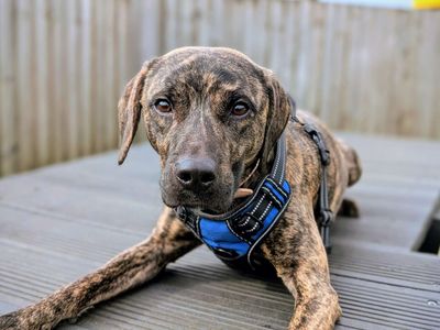 Meerkat | Lurcher Cross | Cardiff - 3