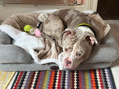 Fennec Fox | American Bully Pocket | Cardiff - 3