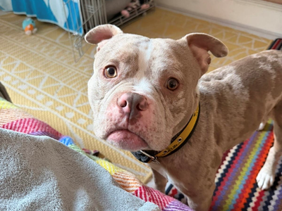 Fennec Fox | American Bully Pocket | Cardiff - 2