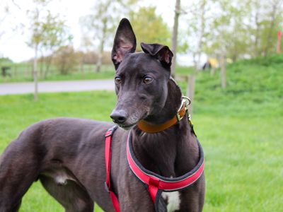 Knox | Greyhound | Darlington - 3