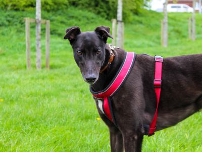 Knox | Greyhound | Darlington - 1